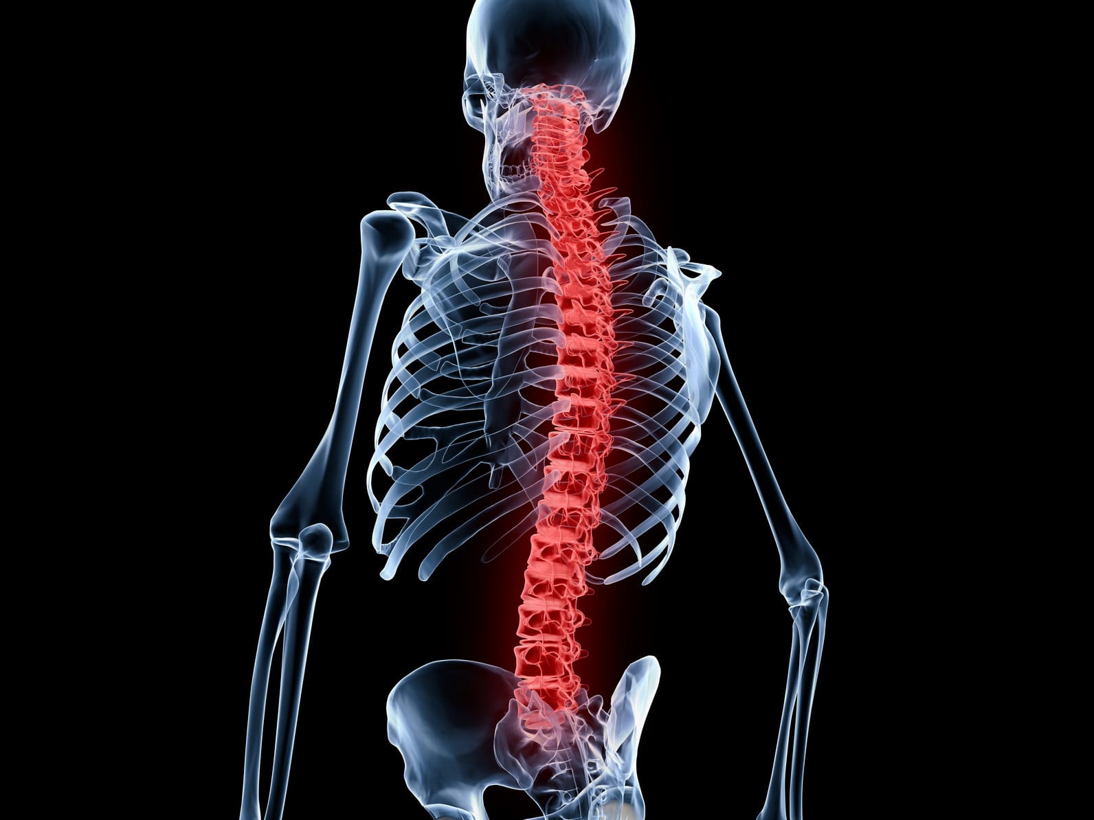 Illustration of human skeleton highlighting the spine.