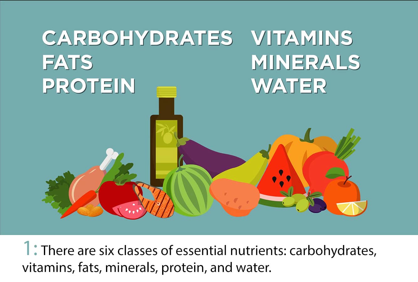 Cartoon healthy foods with text "carbs, fats, protein, vitamins, minerals, water."