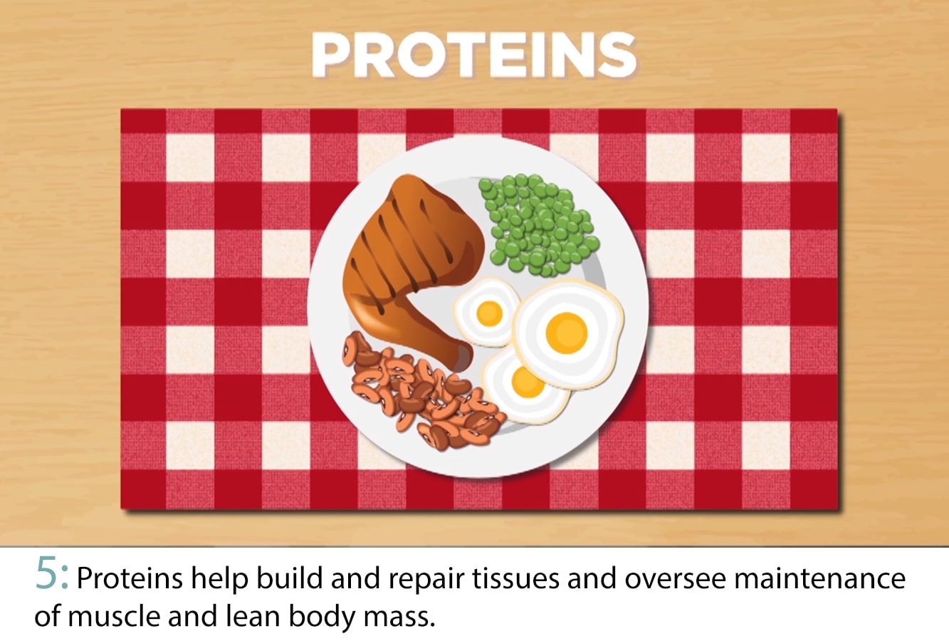 Cartoon plate with various proteins.