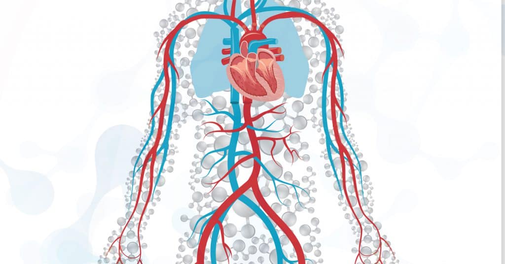 Illustration of anatomical heart, veins, and arteries.