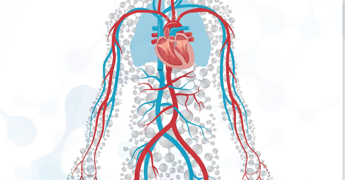 Illustration of heart, lungs, veins, and arteries.
