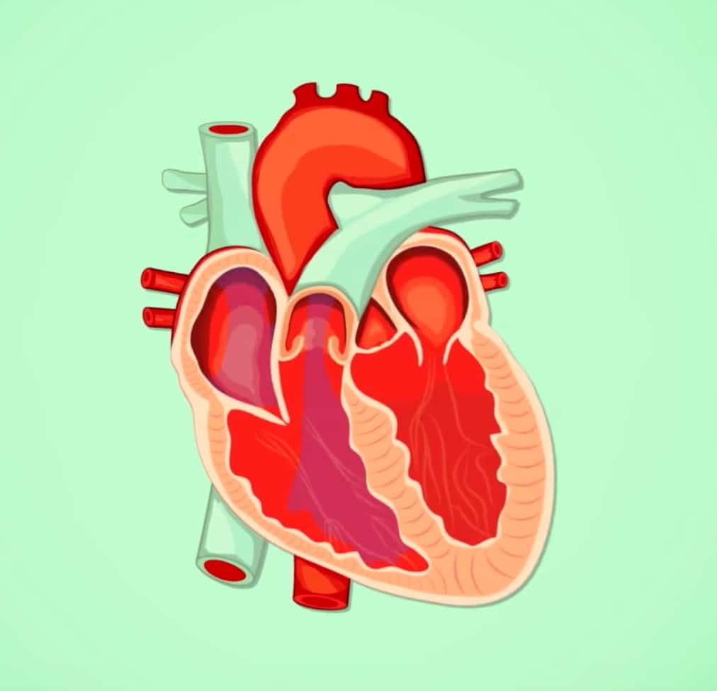Cartoon anatomical heart.