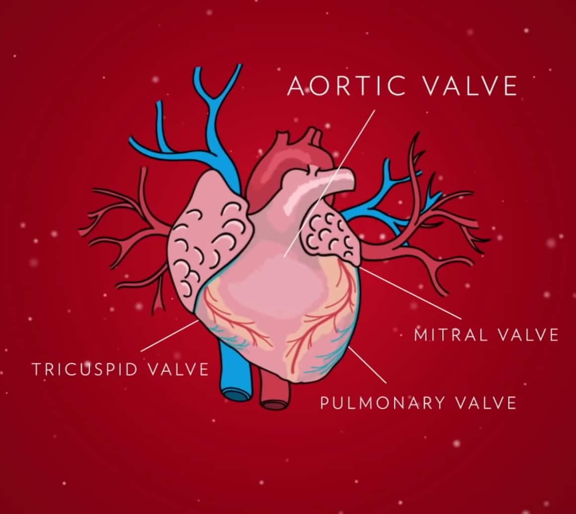 Illustration of anatomical heart labeling valves.
