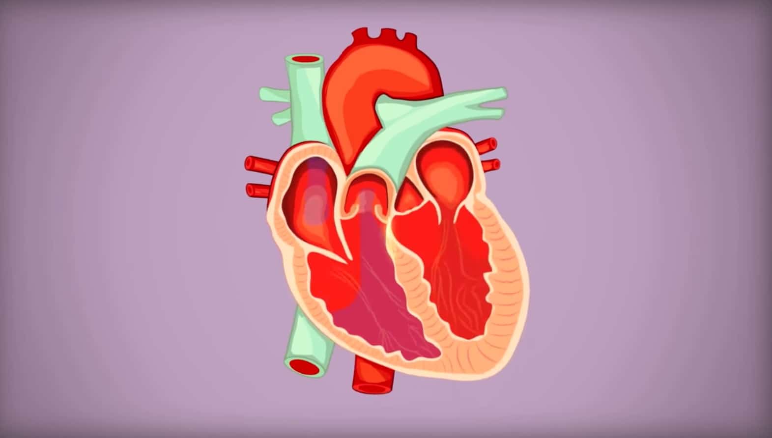 Cartoon anatomical heart.