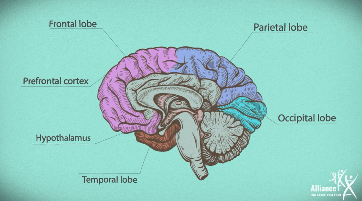Illustration labeling anatomy of the brain.